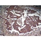 Immunohistochemistry - STAT3 (Phospho-Tyr705) Antibody from Signalway Antibody (11045) - Antibodies.com