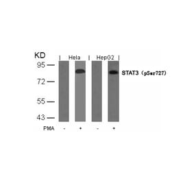 Western blot - STAT3 (Phospho-Ser727) Antibody from Signalway Antibody (11046) - Antibodies.com