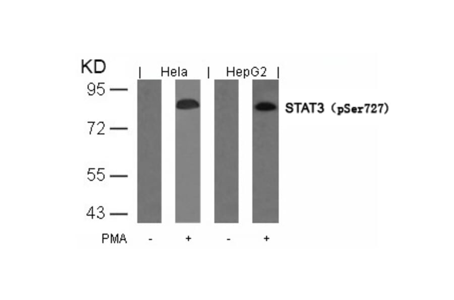 Western blot - STAT3 (Phospho-Ser727) Antibody from Signalway Antibody (11046) - Antibodies.com