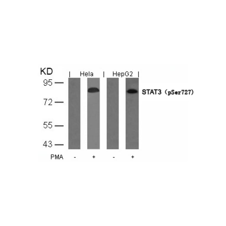 Western blot - STAT3 (Phospho-Ser727) Antibody from Signalway Antibody (11046) - Antibodies.com