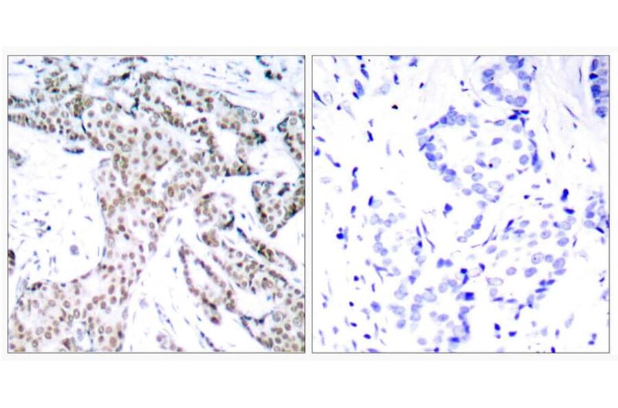 Immunohistochemistry - STAT3 (Phospho-Ser727) Antibody from Signalway Antibody (11046) - Antibodies.com
