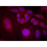 Immunofluorescence - STAT3 (Phospho-Ser727) Antibody from Signalway Antibody (11046) - Antibodies.com