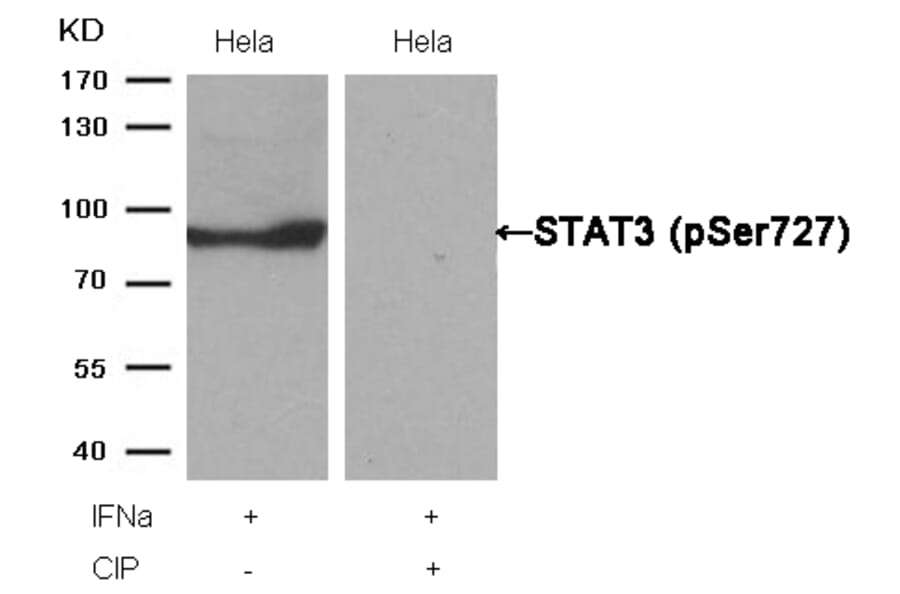 Western blot - STAT3 (Phospho-Ser727) Antibody from Signalway Antibody (11046) - Antibodies.com