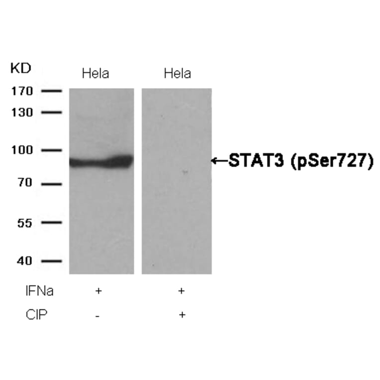 Western blot - STAT3 (Phospho-Ser727) Antibody from Signalway Antibody (11046) - Antibodies.com