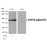 Western blot - STAT3 (Phospho-Ser727) Antibody from Signalway Antibody (11046) - Antibodies.com