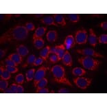 Immunofluorescence - HER2 (Phospho-Tyr1248) Antibody from Signalway Antibody (11079) - Antibodies.com
