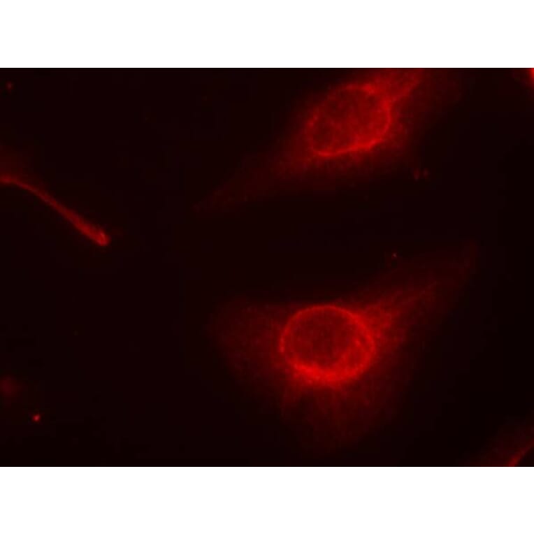 Immunofluorescence - cofilin (Phospho-Ser3) Antibody from Signalway Antibody (11139) - Antibodies.com