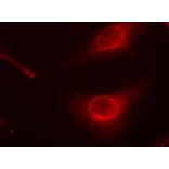 Immunofluorescence - cofilin (Phospho-Ser3) Antibody from Signalway Antibody (11139) - Antibodies.com