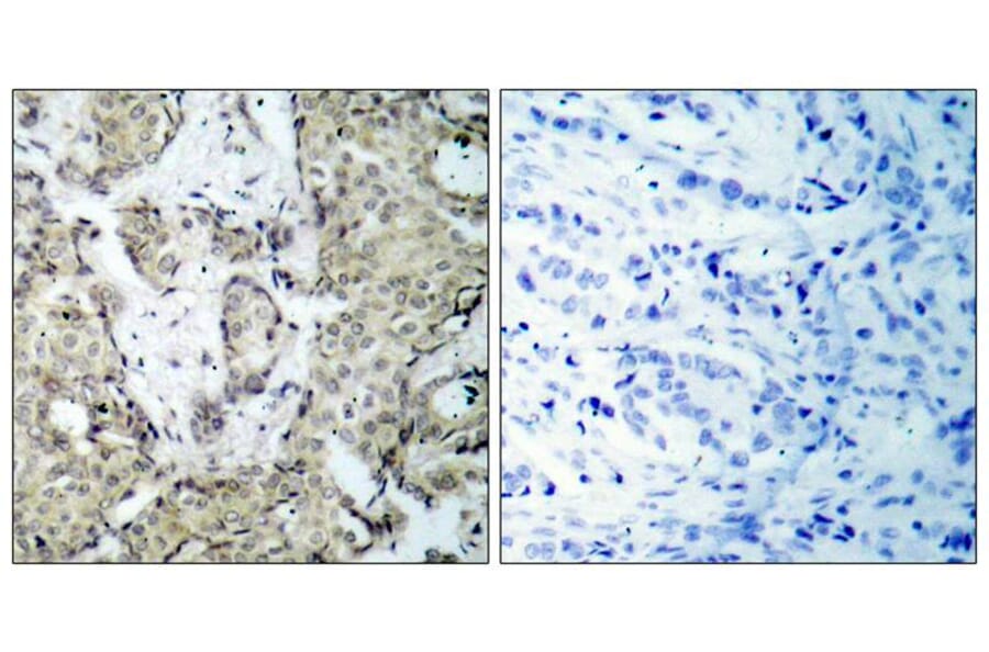 Immunohistochemistry - MKK3 (Phospho-Ser189) Antibody from Signalway Antibody (11145) - Antibodies.com