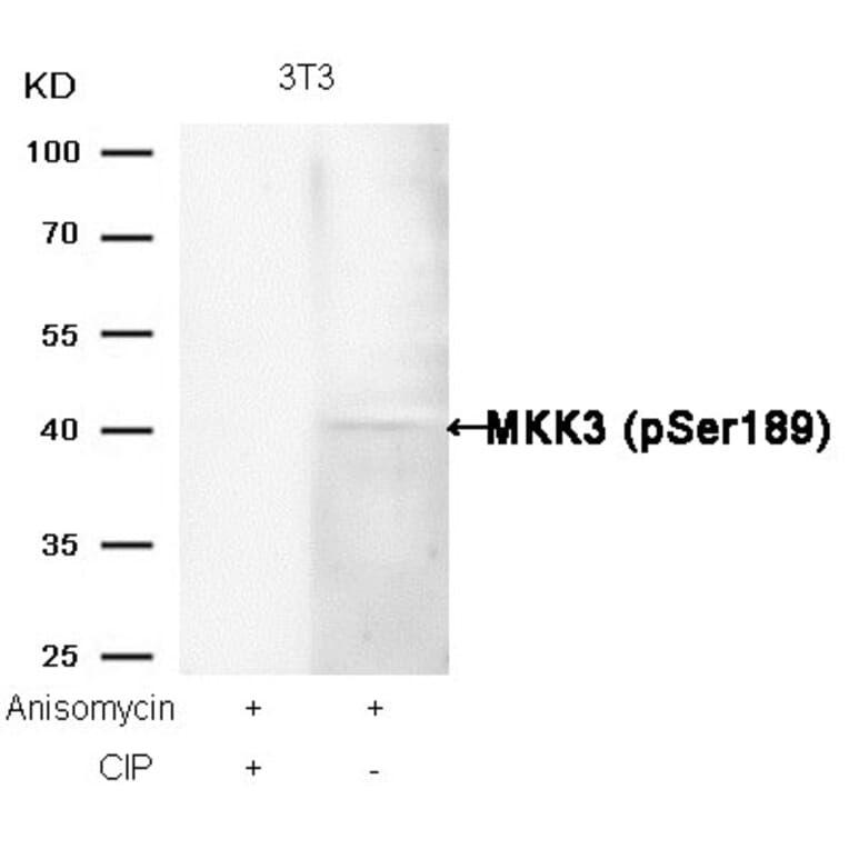 Western blot - MKK3 (Phospho-Ser189) Antibody from Signalway Antibody (11145) - Antibodies.com