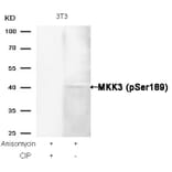 Western blot - MKK3 (Phospho-Ser189) Antibody from Signalway Antibody (11145) - Antibodies.com