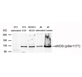 Western blot - eNOS (Phospho-Ser1177) Antibody from Signalway Antibody (11156) - Antibodies.com