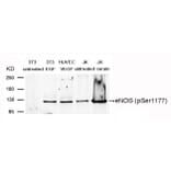 Western blot - eNOS (Phospho-Ser1177) Antibody from Signalway Antibody (11156) - Antibodies.com