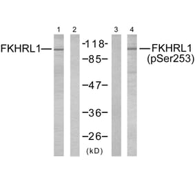 Western blot - FKHRL1 (Phospho-Ser253) Antibody from Signalway Antibody (11157) - Antibodies.com
