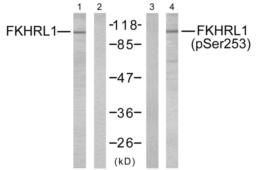 Western blot - FKHRL1 (Phospho-Ser253) Antibody from Signalway Antibody (11157) - Antibodies.com