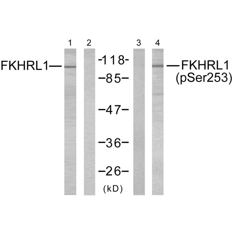 Western blot - FKHRL1 (Phospho-Ser253) Antibody from Signalway Antibody (11157) - Antibodies.com