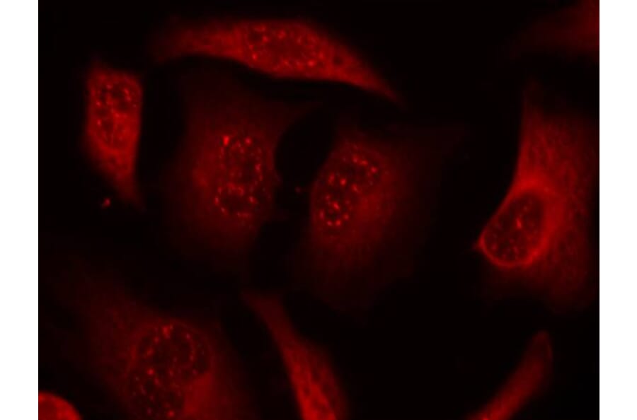 Immunofluorescence - FKHRL1 (Phospho-Ser253) Antibody from Signalway Antibody (11157) - Antibodies.com