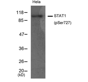 Western blot - STAT1 (Phospho-Ser727) Antibody from Signalway Antibody (11163) - Antibodies.com