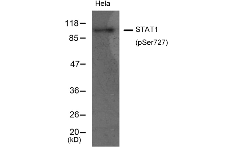 Western blot - STAT1 (Phospho-Ser727) Antibody from Signalway Antibody (11163) - Antibodies.com