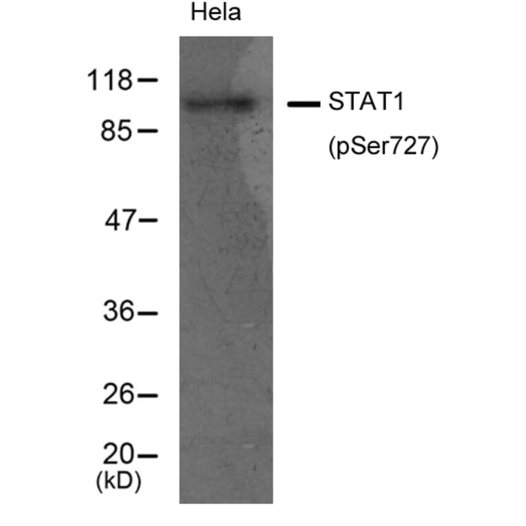 Western blot - STAT1 (Phospho-Ser727) Antibody from Signalway Antibody (11163) - Antibodies.com