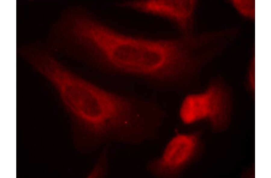 Immunofluorescence - STAT1 (Phospho-Ser727) Antibody from Signalway Antibody (11163) - Antibodies.com