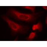 Immunofluorescence - STAT1 (Phospho-Ser727) Antibody from Signalway Antibody (11163) - Antibodies.com