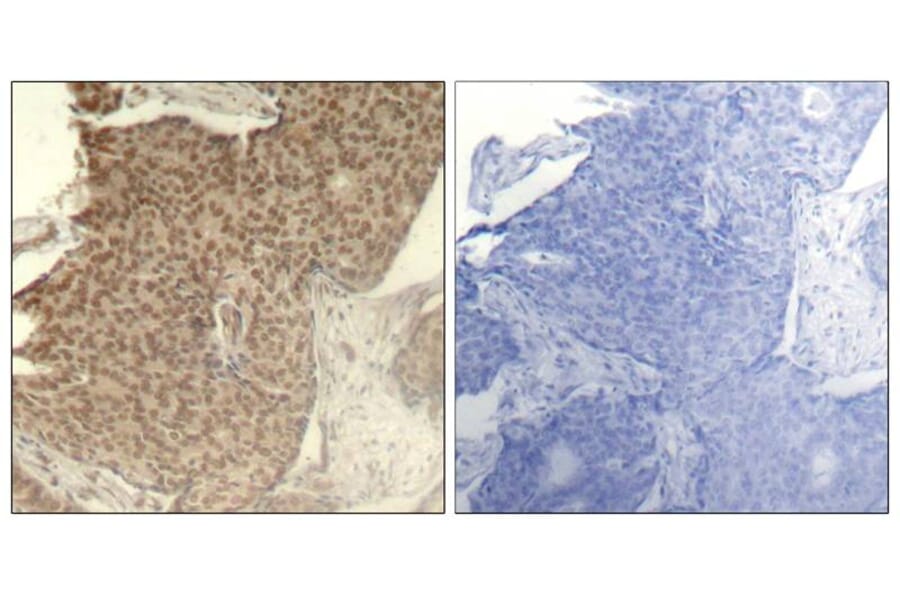 Immunohistochemistry - HDAC2 (Phospho-Ser394) Antibody from Signalway Antibody (11191) - Antibodies.com