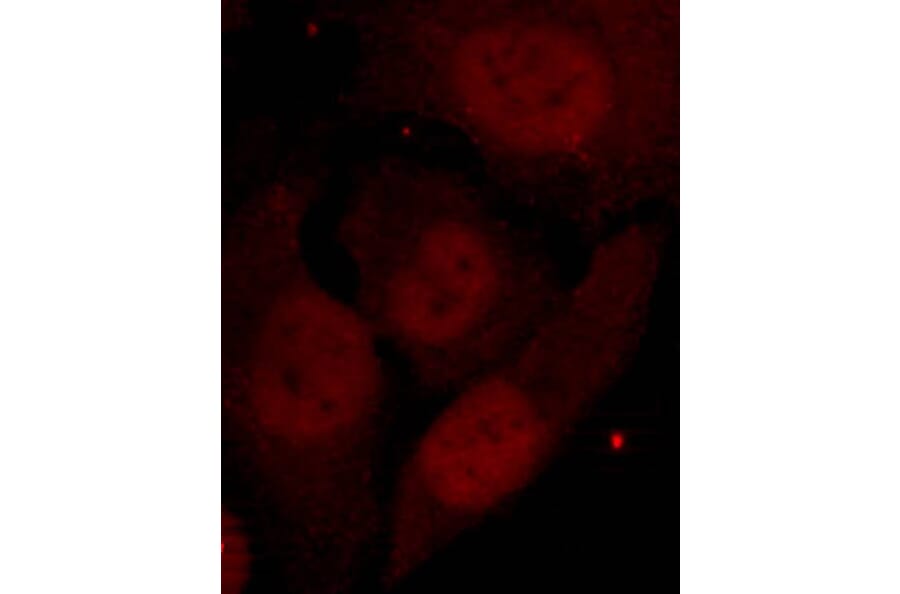 Immunofluorescence - HDAC2 (Phospho-Ser394) Antibody from Signalway Antibody (11191) - Antibodies.com