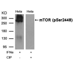 Western blot - mTOR (Phospho-Ser2448) Antibody from Signalway Antibody (11221) - Antibodies.com