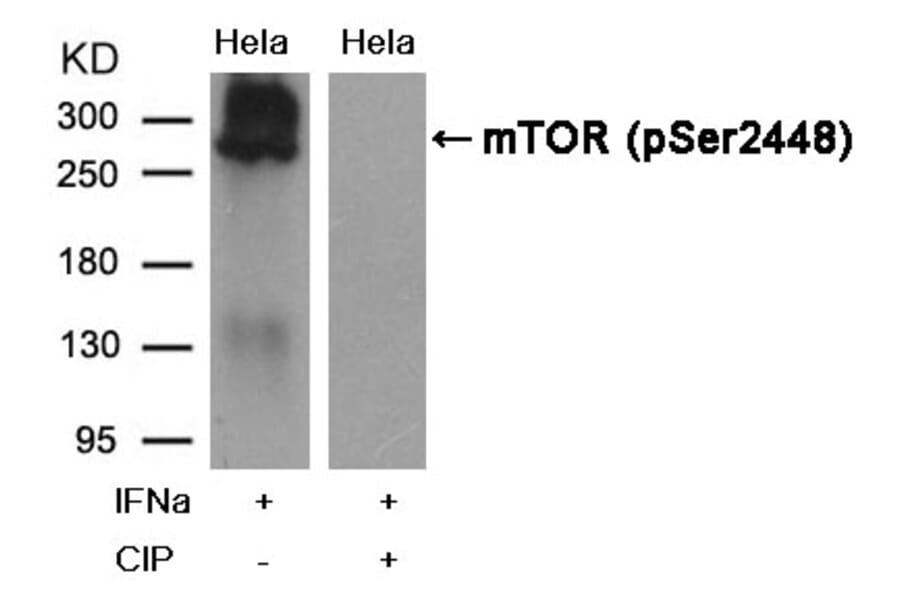 Western blot - mTOR (Phospho-Ser2448) Antibody from Signalway Antibody (11221) - Antibodies.com