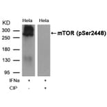 Western blot - mTOR (Phospho-Ser2448) Antibody from Signalway Antibody (11221) - Antibodies.com