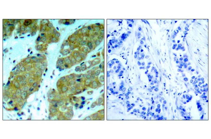 Immunohistochemistry - mTOR (Phospho-Ser2448) Antibody from Signalway Antibody (11221) - Antibodies.com