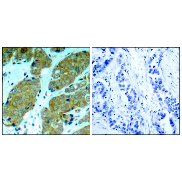 Immunohistochemistry - mTOR (Phospho-Ser2448) Antibody from Signalway Antibody (11221) - Antibodies.com