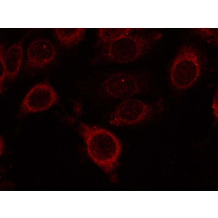 Immunofluorescence - mTOR (Phospho-Ser2448) Antibody from Signalway Antibody (11221) - Antibodies.com