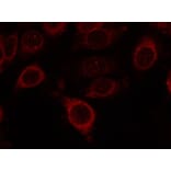 Immunofluorescence - mTOR (Phospho-Ser2448) Antibody from Signalway Antibody (11221) - Antibodies.com