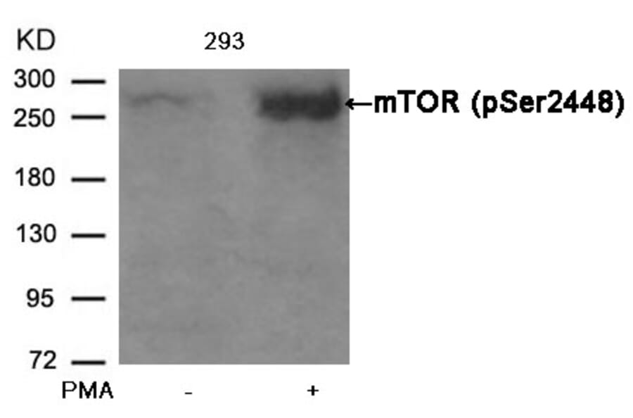 Western blot - mTOR (Phospho-Ser2448) Antibody from Signalway Antibody (11221) - Antibodies.com