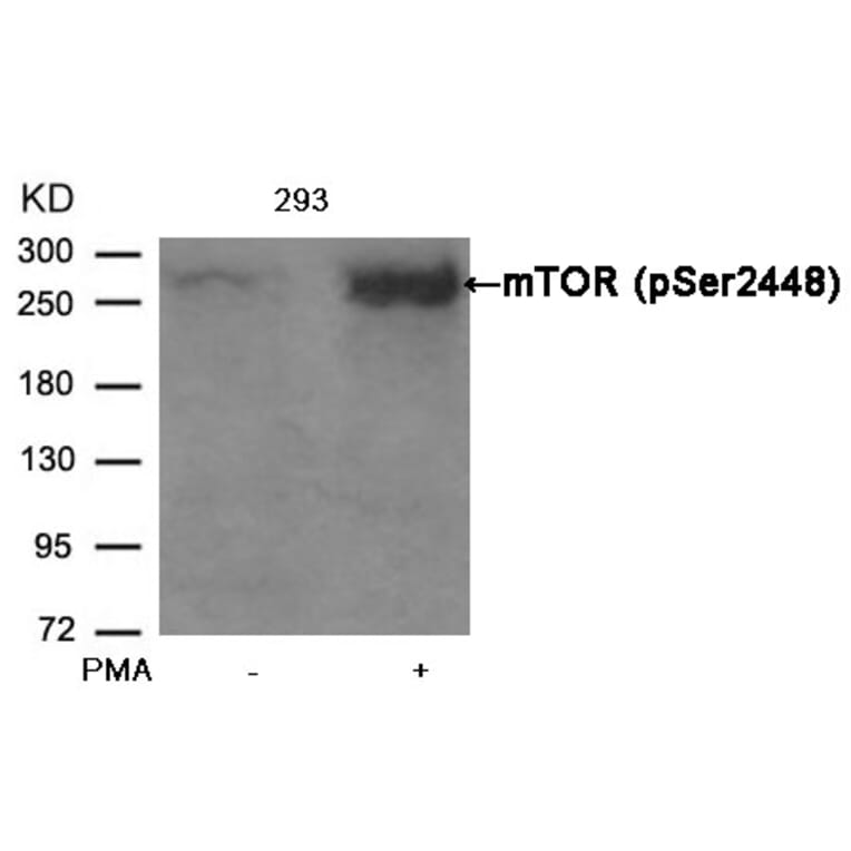Western blot - mTOR (Phospho-Ser2448) Antibody from Signalway Antibody (11221) - Antibodies.com