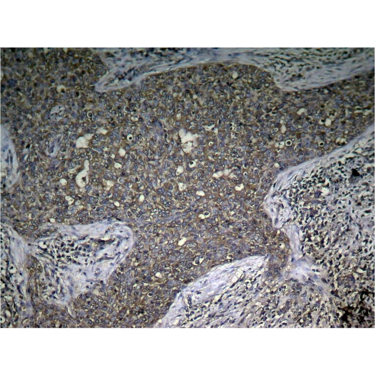 Immunohistochemistry - mTOR (Phospho-Ser2448) Antibody from Signalway Antibody (11221) - Antibodies.com