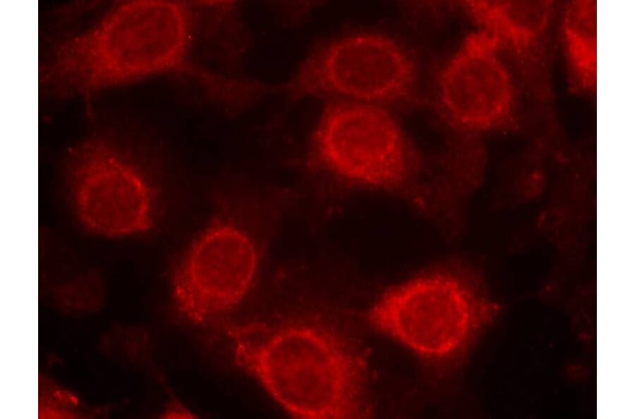 Immunofluorescence - eIF4E (Phospho-Ser209) Antibody from Signalway Antibody (11233) - Antibodies.com