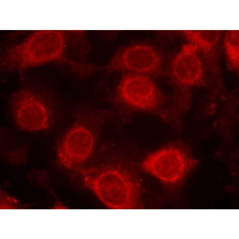 Immunofluorescence - eIF4E (Phospho-Ser209) Antibody from Signalway Antibody (11233) - Antibodies.com