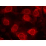 Immunofluorescence - eIF4E (Phospho-Ser209) Antibody from Signalway Antibody (11233) - Antibodies.com