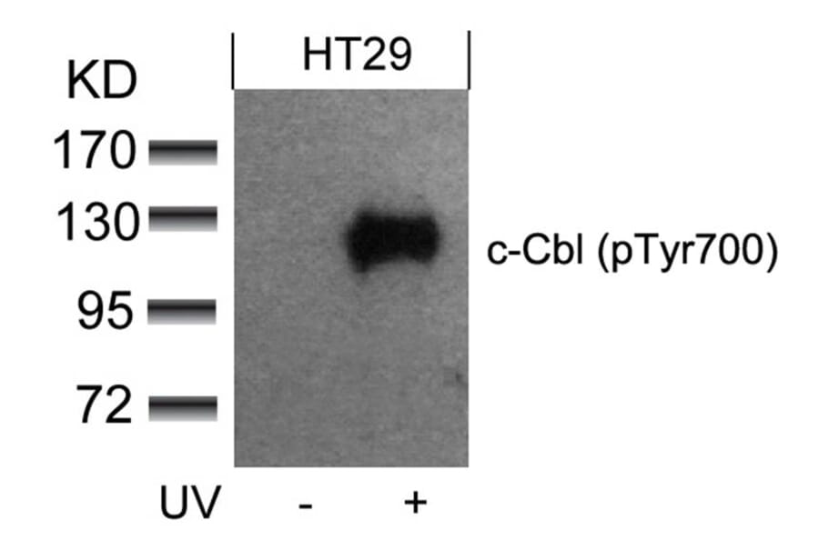 Western blot - c-Cbl (phospho-Tyr700) Antibody from Signalway Antibody (11549) - Antibodies.com
