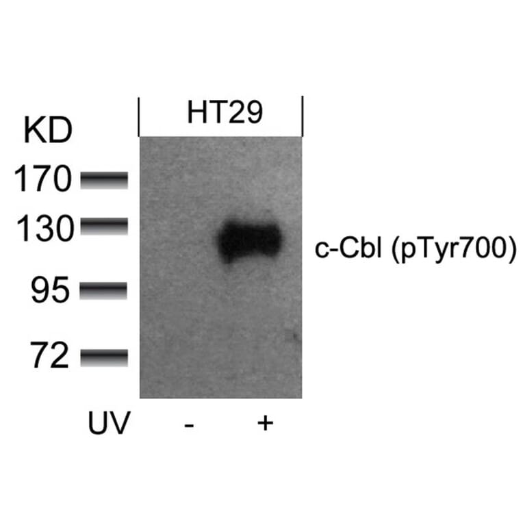 Western blot - c-Cbl (phospho-Tyr700) Antibody from Signalway Antibody (11549) - Antibodies.com