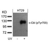 Western blot - c-Cbl (phospho-Tyr700) Antibody from Signalway Antibody (11549) - Antibodies.com