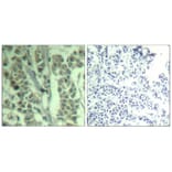 Immunohistochemistry - c-Cbl (phospho-Tyr700) Antibody from Signalway Antibody (11549) - Antibodies.com