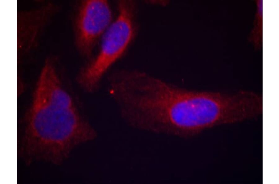 Immunofluorescence - c-Cbl (phospho-Tyr700) Antibody from Signalway Antibody (11549) - Antibodies.com