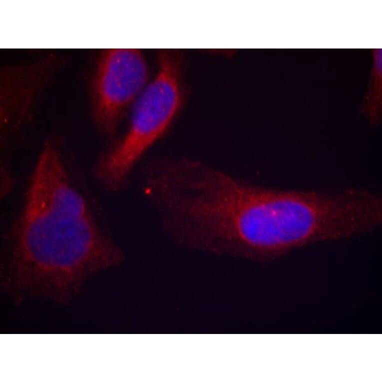 Immunofluorescence - c-Cbl (phospho-Tyr700) Antibody from Signalway Antibody (11549) - Antibodies.com