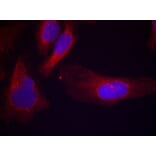 Immunofluorescence - c-Cbl (phospho-Tyr700) Antibody from Signalway Antibody (11549) - Antibodies.com