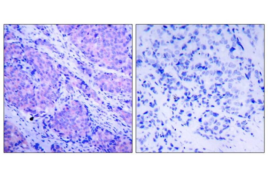 Immunohistochemistry - PDK1 (Phospho-Ser241) Antibody from Signalway Antibody (11005) - Antibodies.com