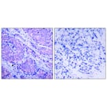 Immunohistochemistry - PDK1 (Phospho-Ser241) Antibody from Signalway Antibody (11005) - Antibodies.com